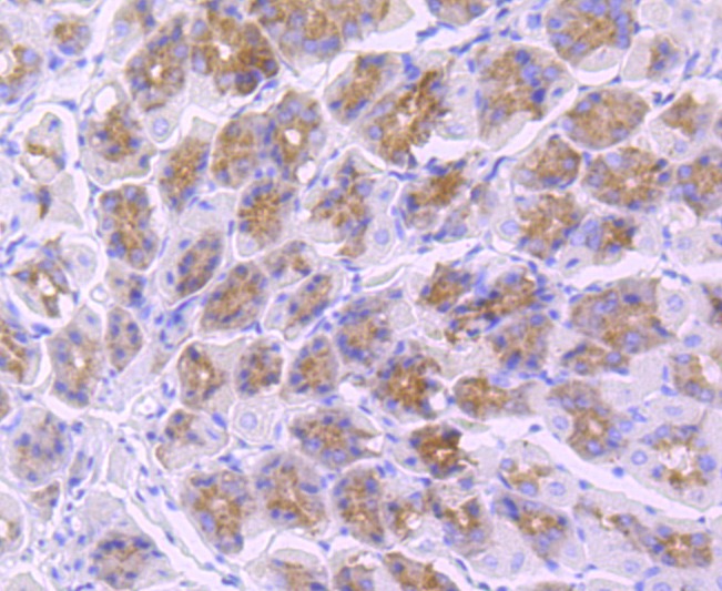 Anti-TLR5 Antibody (3K965)