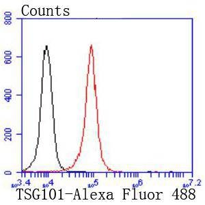Anti-TSG101 Antibody (9U262)