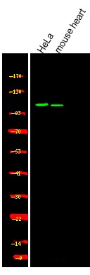 Anti-Phospho-USP28 (Ser714) Polyclonal Antibody