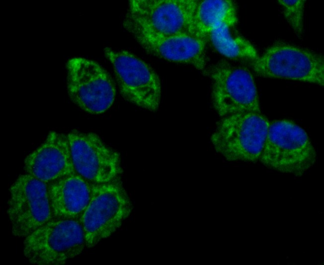 Anti-FIS1 Antibody (5I637)