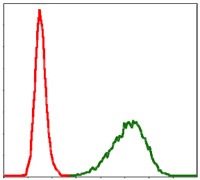 Anti-TUBA8 Antibody (8N451)