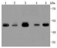 Anti-TSG101 Antibody (9U262)