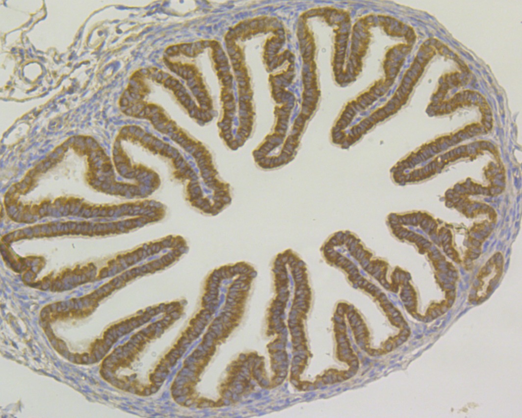 Anti-USP9x Antibody (1N153)