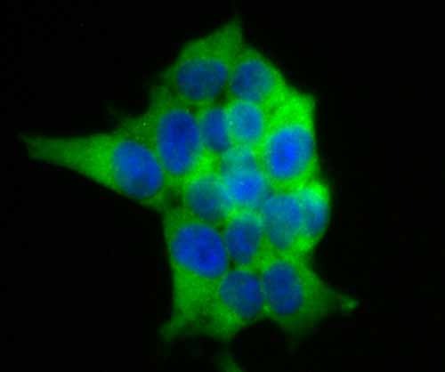 Anti-USP9x Antibody (1N153)