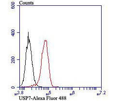 Anti-USP7 Antibody (8N914)