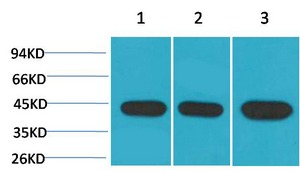Anti-ACTA2 Antibody (2K214)