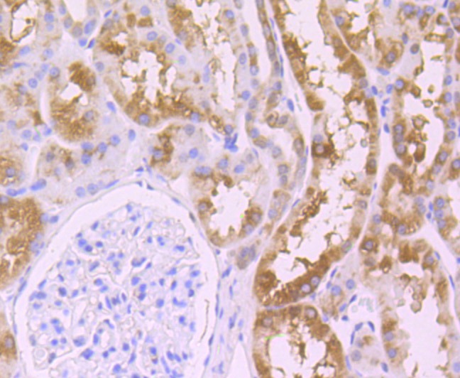 Anti-Wnt2b Antibody (5C251)
