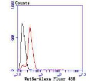 Anti-Wnt5a Antibody (2Q540)