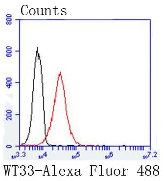 Anti-Wilms tumor/WT1 Antibody (8L145)