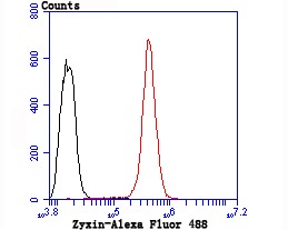 Anti-Zyxin Antibody (5W666)