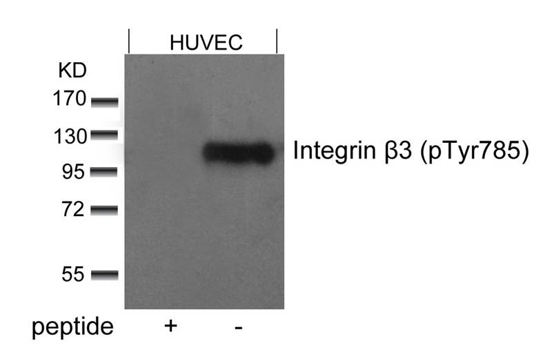 Anti-Phospho-Integrin b3 (Tyr785) Polyclonal Antibody