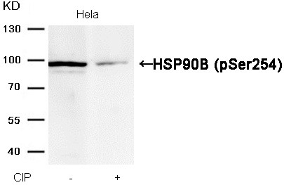 Anti-Phospho-HSP90AB1 (Ser254) Polyclonal Antibody