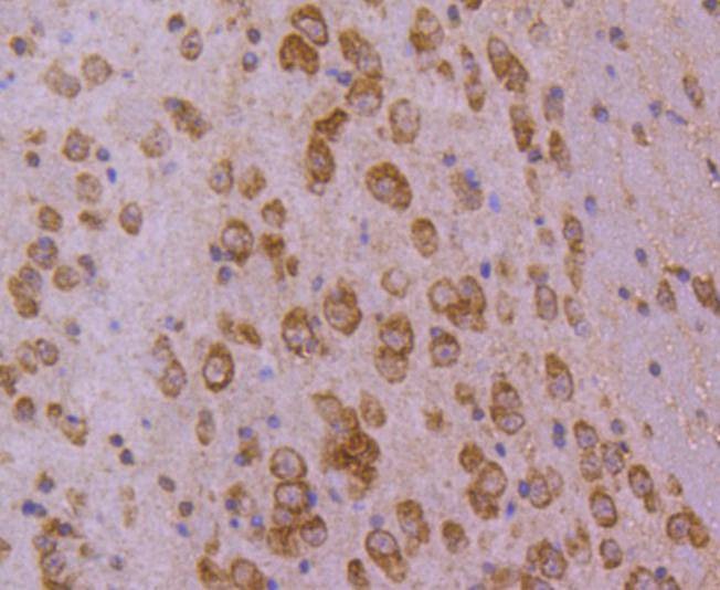 Anti-HSPA4 Antibody (7T809)