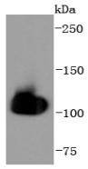 Anti-HSPA4 Antibody (7T809)