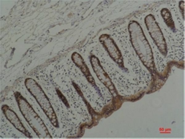 Anti-HSP90AA1 Antibody (2W770)