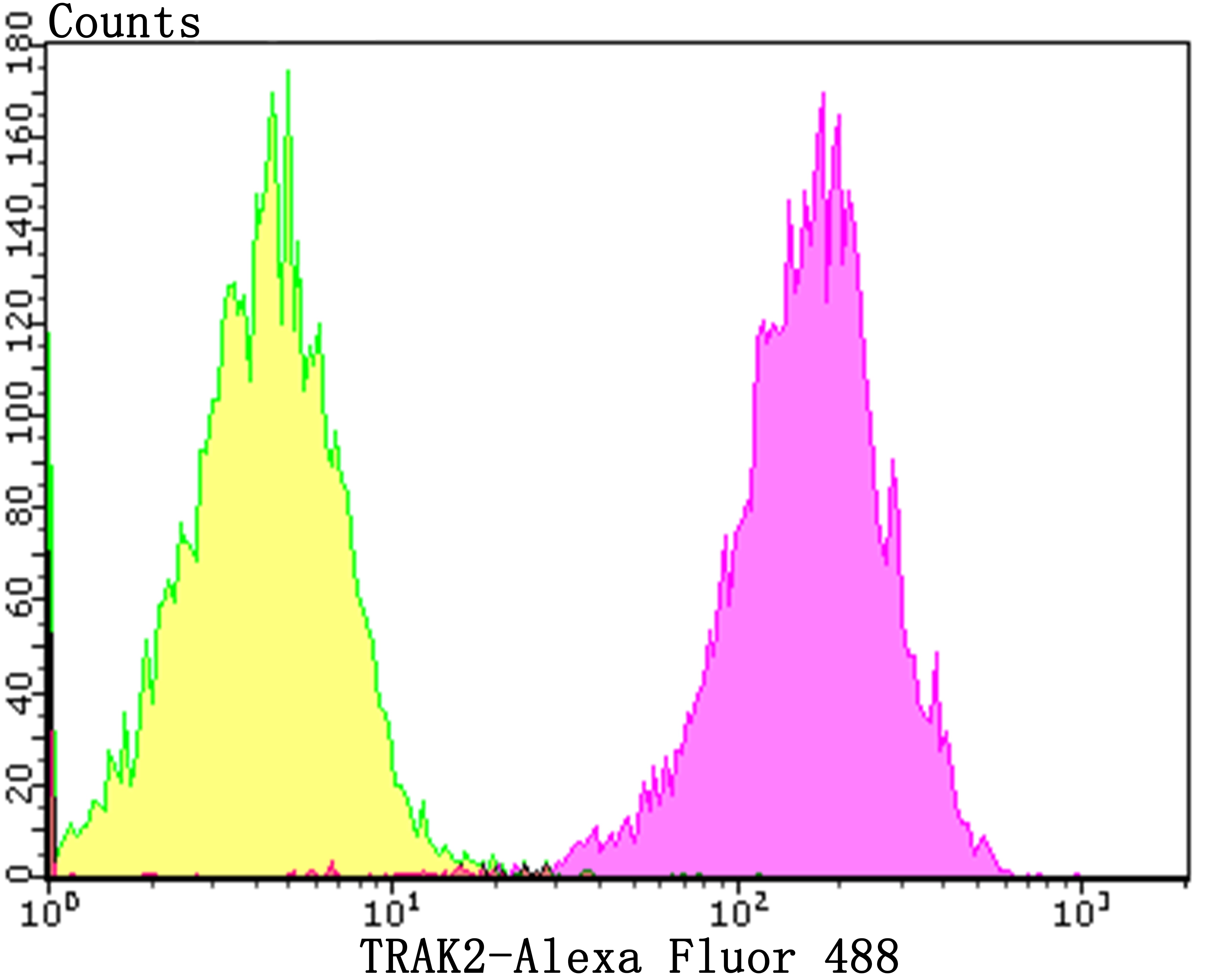 Anti-IRAK2 Antibody (9Y118)