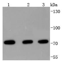 Anti-HSPA2 Antibody (2P492)