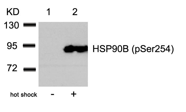 Anti-Phospho-HSP90AB1 (Ser254) Polyclonal Antibody