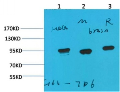 Anti-HSP90AA1 Antibody (4F893)