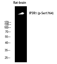 Anti-Phospho-IP3 Receptor (Ser1764) Polyclonal Antibody