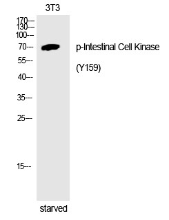 Anti-Phospho-Intestinal Cell Kinase (Tyr159) Polyclonal Antibody