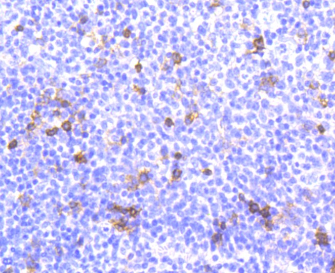 Anti-Integrin alpha E Antibody (8X633)