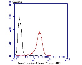 Anti-Involucrin Antibody (8Q256)