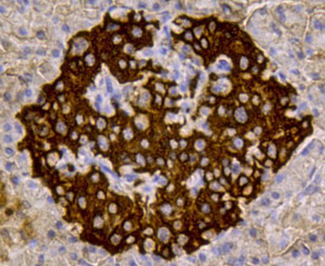 Anti-Insulin Antibody (9Y413)
