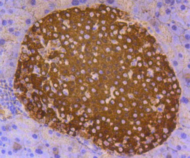 Anti-Insulin Antibody (7N615)
