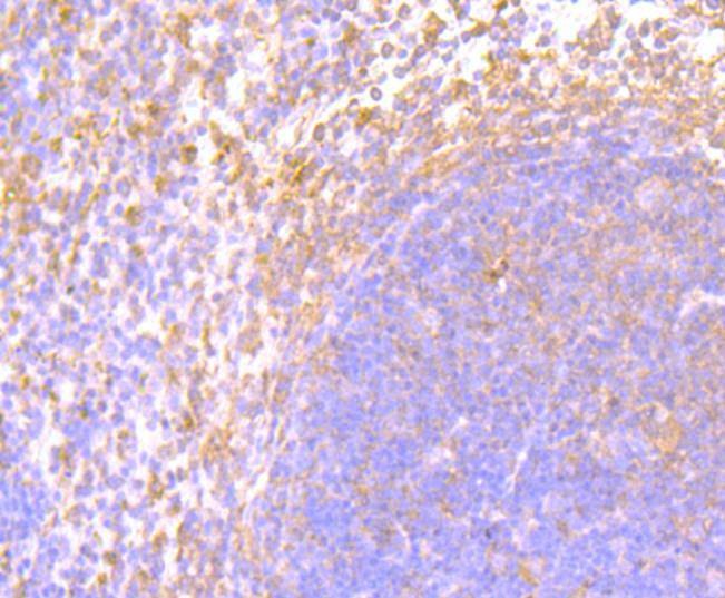 Anti-IFN gamma Antibody (1T875)