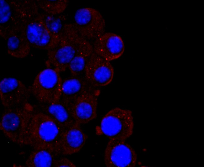 Anti-CXCL10 Antibody (9G778)