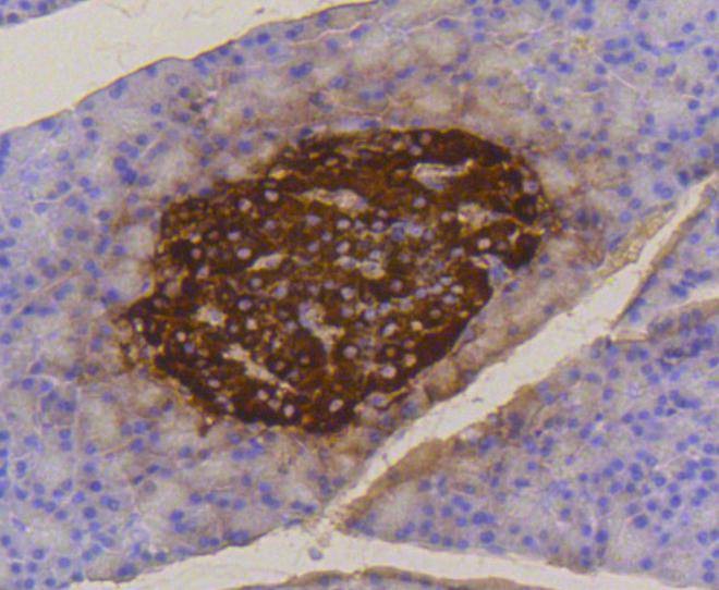 Anti-Insulin Antibody (7N615)