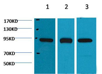Anti-HSP90AB1 Antibody (5C17)