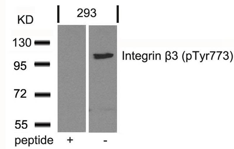 Anti-Phospho-Integrin b3 (Tyr773) Polyclonal Antibody