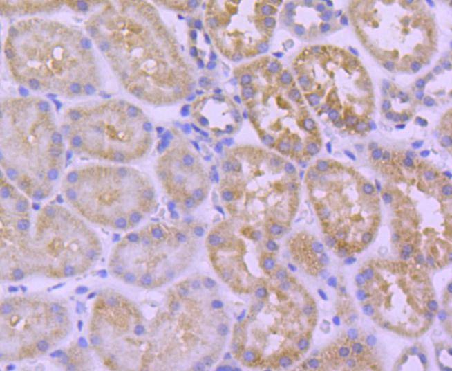 Anti-HSPA14 Antibody (8Q329)