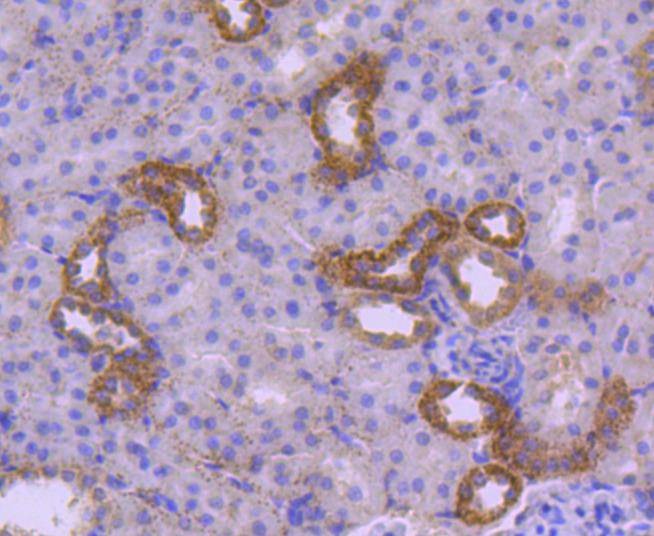 Anti-HSPA14 Antibody (8Q329)