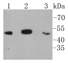 Anti-IkappaB- beta Antibody (5Y651)