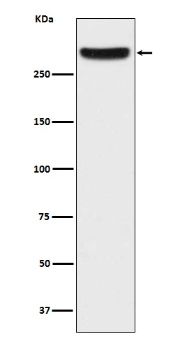 Anti-IP3 Receptor Antibody (9Q478)