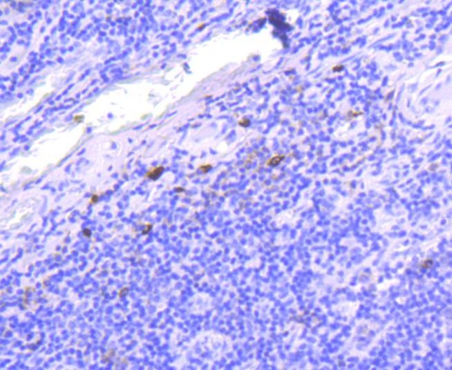 Anti-IgG4 Antibody (3E18)