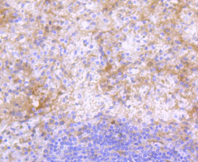 Anti-IgG4 Antibody (3E18)