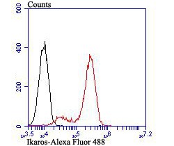 Anti-IKZF1 Antibody (8M494)