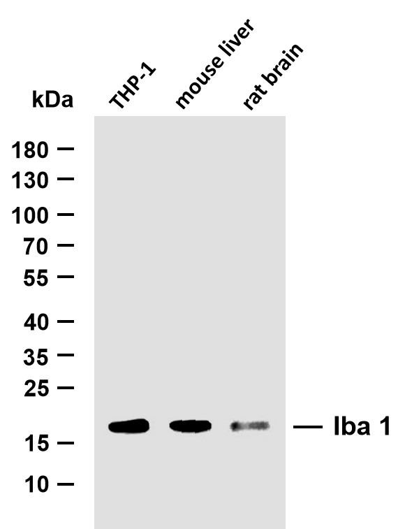 Anti-Iba1 Antibody (3E909)