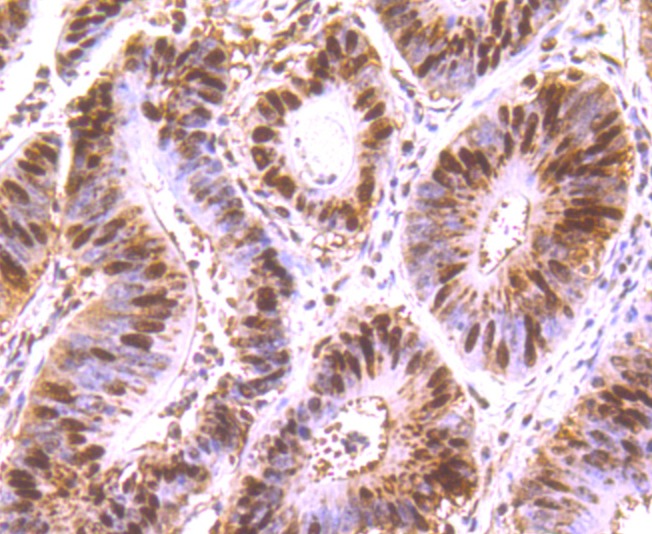 Anti-ELAVL1 Antibody (3D917)