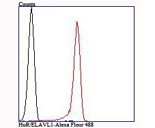 Anti-ELAVL1 Antibody (3D917)
