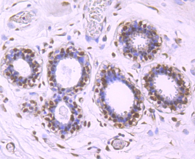 Anti-ELAVL1 Antibody (3D917)