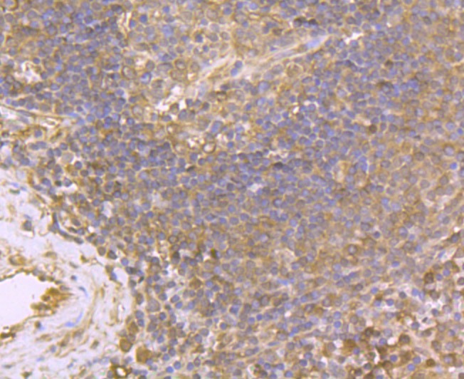 Anti-USP10 Antibody (1T260)