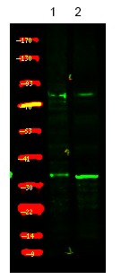 Anti-Phospho-USF1 (Thr153) Polyclonal Antibody