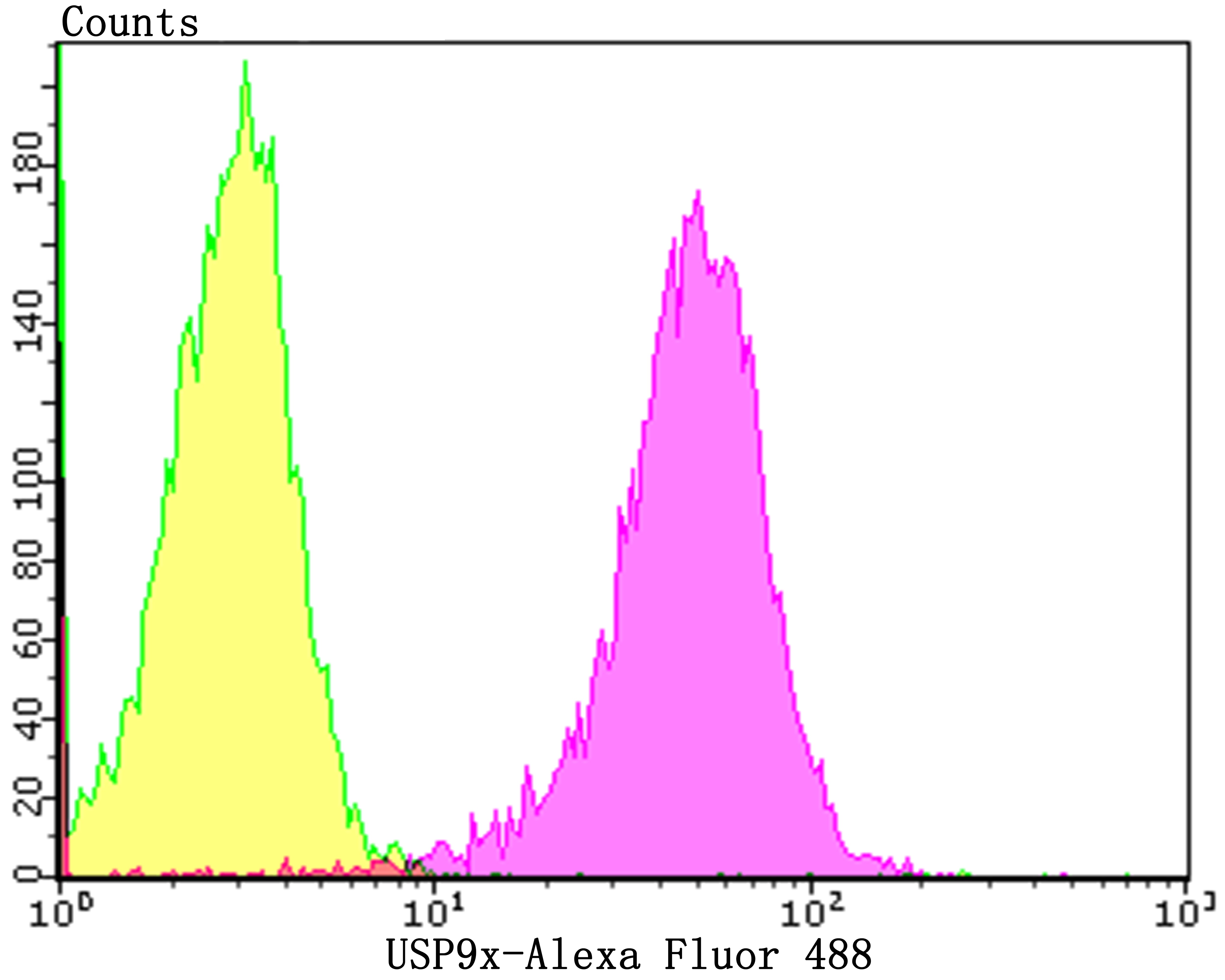 Anti-USP9x Antibody (1N153)
