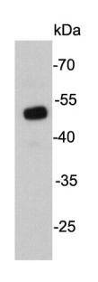 Anti-UTF1 Antibody (4R603)