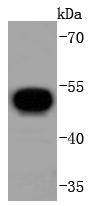 Anti-V5 tag Antibody (9D730)